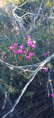 Lampranthus