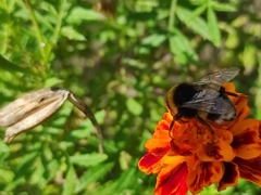 Bombus