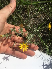 Heterotheca canescens