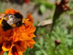 Bombus