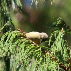 Chlorodrepanis virens wilsoni