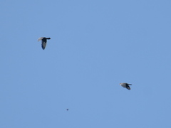 Patagioenas flavirostris