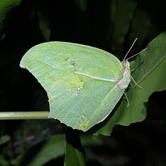 Anteos maerula