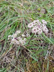 Seseli annuum