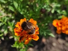 Bombus