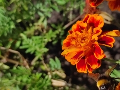 Bombus