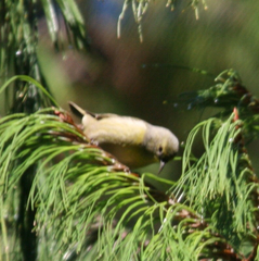 Chlorodrepanis virens wilsoni