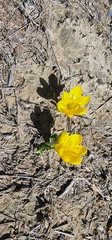 Sternbergia lutea