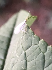 Coniopterygidae