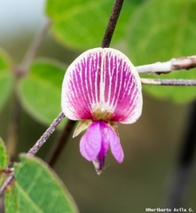 Galactia brachystachys