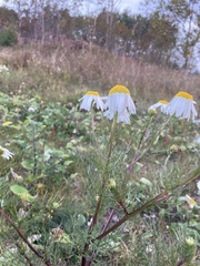 Tripleurospermum inodorum