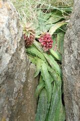 Eucomis vandermerwei