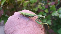 Mantis religiosa