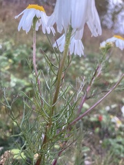 Tripleurospermum inodorum