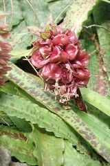 Eucomis vandermerwei
