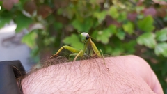 Mantis religiosa