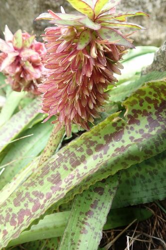 Eucomis vandermerwei