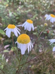 Tripleurospermum inodorum