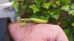Mantis religiosa