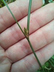 Carex remota