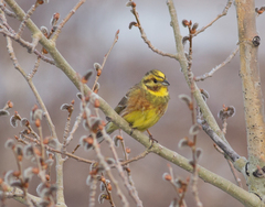 Emberiza citrinella × leucocephalos