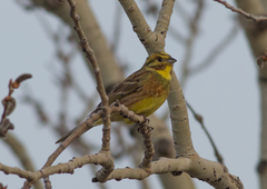 Emberiza citrinella × leucocephalos
