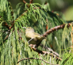 Chlorodrepanis virens wilsoni