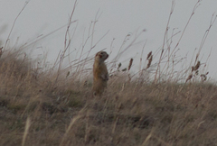 Spermophilus erythrogenys