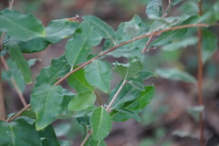 Elaeagnus umbellata