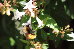 Bombus dahlbomii