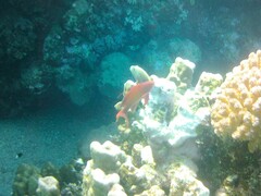 Pseudanthias squamipinnis