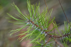 Pinus rigida