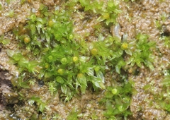 Physcomitrium patens