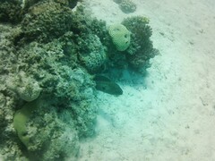 Gymnothorax javanicus