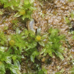 Physcomitrium patens