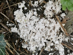 Didymium mucilago