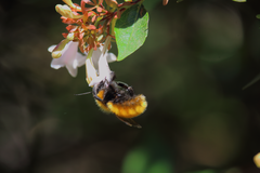 Bombus dahlbomii