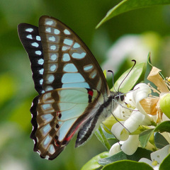 Graphium eurypylus