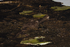 Crocodylus johnstoni