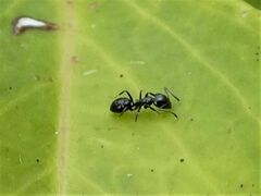 Ochetellus glaber