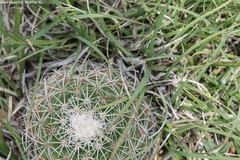 Mammillaria grusonii