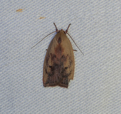 Cryptolechia triphaenatella