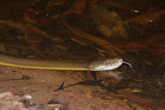 Liasis fuscus