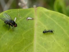 Ochetellus glaber