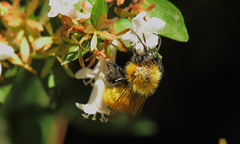 Bombus dahlbomii