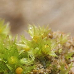 Physcomitrium patens