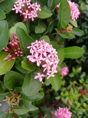 Ixora