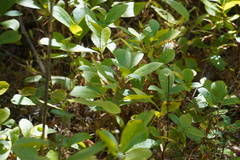 Clethra alnifolia
