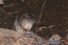 Hydromys chrysogaster