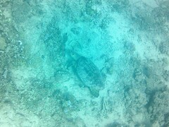 Eretmochelys imbricata